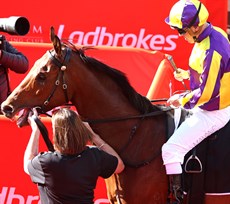 Ryan Maloney brings Tuff Tu Mus back to scale after  his tough win at Eagle Farm on Saturday where he saluted for the sevevth time in a row (see race finish below)