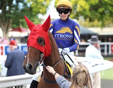 ... Impervious as the Guineas winner ...