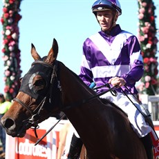Damien Thornton brings Walsh Bay back to scale after her win at Eagle Farm on August 30 ... in a race in which she lined the opposition (se below), just as she did   in the Toowoomba Cup on Saturday.