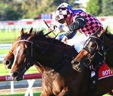 Rothfire, seen finishing second in the Doomben 10 000

Photos: Graham Potter