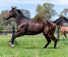Loving his freshen up in the paddock