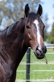 Rothfire ... ready to go again after his superb win in the Sydney Stakes