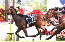 Ka Ying Rising

Photos: Hong Kong Jockey Club and Darren Winningham</b.