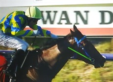 The unbeaten Aurum Belle ((above and below) is the favourite for the Karrakatta