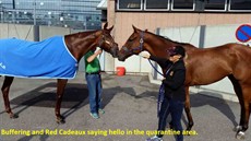 Two of the toughest competitors in the game meet ... Buffering and Red Cadeaux say 'hello' in the quarantine area