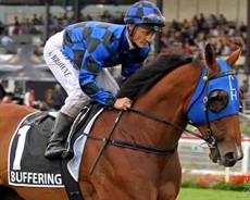 Obviously Buffering is a big loss for the carnival. I was looking forward to riding him. He had a good rest coming in and had been set specifically for our carnival. We were aiming for that big home victory which would have been the icing on the cake in his career.