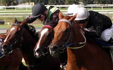 The Allan Denham trained Mount Nebo makes it two from two this time in when pulling clear late in the fourth race at Doomben on Saturday, It was my first ride on the horse