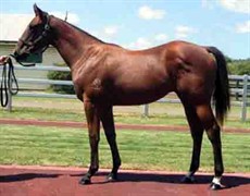 Those who have followed Buffering so faithfully throughout his career will be pleased to know that he is spelling well and the prognosis is looking good.

I found a picture of him as a yearling to compare with his recent pic at Washpool now as a 7 year old, 4 time Group 1 winner

