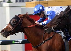 Browne drives Hardline to the pairs third successive victory at Doomben on Saturday. 

Damian Browne has had 24 rides since returning action for nine winners (37.5%)