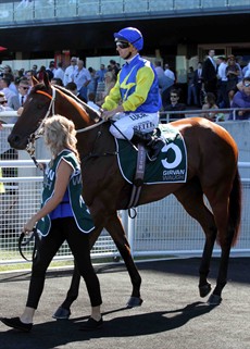 Ready for Groyup 1 glory. Le Roamin makes his way out onto to the track

Photos: Grant Guy