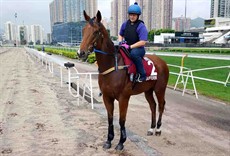 As Buffering enters his final week in the lead up to Sunday’s $10 million HK$ race he is well, looks in great order and good to go