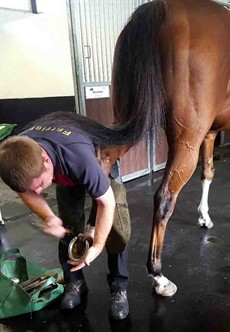 The club head farrier, Jonathon Browne ( Yeah, he could play a bit of footy too ) has gone right over his feet and a few minor nail replacements were needed so all good to go there

Photos: Courtesy Robert Heathcote