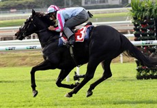 Photos: Graham Potter


“Just having that run (the Doomben 10,000) under her belt, a nice clean out and a nice gallop today, we should be pretty right to go Saturday” Maher said. 

Emphasising that point that Azkadellia’s pattern of running is, in itself, a threat to her success, Maher continued saying, “her biggest opposition is just getting a nice clean run through the field. 

“With her racing style she gets back and she has to weave a path through the field or come wide – so she really just needs luck in running.”