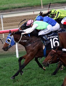 ... in a pressurised finish aboard the Darryl Hansen trained Monsieur Gustave making it and all Sunshine Coast triumph

Photos; Graham Potter
