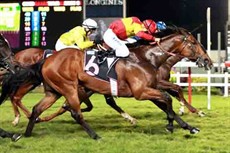 Certainly (Matthew Poon, No 6) noses Duke Of Normandy (Glen Boss, inside) out right on the line

Photo: Courtesy Singapore Turf Club