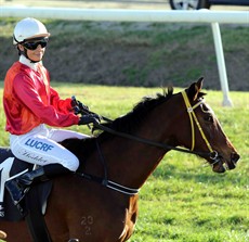 Belinda Hodder brings Anne Bonny back to scale after the mare's win in the Murwillumbah Cup (see below) .. but it would take another twenty minutes plus before the result became official