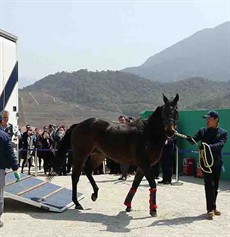 A retired horse arrives at the Conghua Training Centre during one of the early horse movement trials conducted by the Hong Kong Jockey Club.

Photo: Courtesy Hong Kong Jockey Club