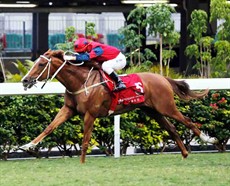 The Golden Age, trained by Tony Cruz and ridden by Matthew Chadwick, opens his Hong Kong account in the Class 2 Wong Chuk Hang Handicap (1650m).
