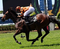 I have gravitated towards the Barry Lockwood trained Cruze who looks like a progressive Pierro gelding that seems to be just hitting his straps. He has drawn well in barrier 1 and some of the more favoured runners have drawn poorly in the race. I think jockey Ric McMahon (pictured below) will be working extra hard this week to make the 53 kilograms but let’s hope that is all worth it when he salutes here! (see race 6)