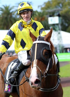 Robert Thompson and Patriot (above and below) - my Grafton Cup Carnival winner