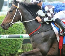 Princess Posh (6) comes off a win at Doomben over 1350 metres where she carried 60 kilograms on a heavy track. I don’t think she could have been any more impressive with that win and she will be well ridden by Michael Cahill this weekend. (see race 9)