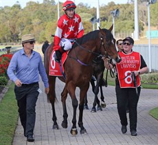 Hold The Line prepares to go into race action for the second time at the Sunshine Coast on August 25