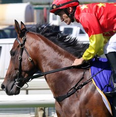 Just Zerene … reports suggest she is a very talented filly but her late start to racing meant everything had to go right if she was to qualify for the big race. Everything did not go right.


Photos: Graham Potter