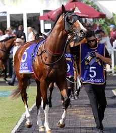 Fullazaboot  … ready to rumble at the 2017 Magic Millions 2YO Classic. He didn't know he was a $101 chance