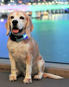 And last but not least, as you all know I love beagles and Buster Beagle loves watching the races on television with me at home – so my heart has swayed me to tip SNOOPY! (see race 3)


Photos: Darren Winningham