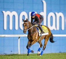Southern Legend exercises on the Meydan turf