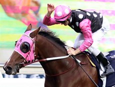 I am hoping to witness history on Sunday – not only to see those distinctive black and white star and pink sleeves silks dominate and be first past the post – but to see Beauty Generation break the HK race horse all time prize money record and so write himself forever into the history of Hong Kong racing. (See race 7)