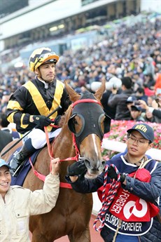 Glorious Forever (pictured above and below) won the LONGINES Hong Kong Cup in December with a masterful front riding and bold display by De Sousa where he caught them all napping and was able to sustain a dominant break and get away with the win. This runner is trained by Frankie Lor as well. This start he will be partnered by Derek Leung. If he leads with no pressure and gets away with some cheap sectionals, I can see no reason why he cannot post another Group 1 win. (see race 8) 