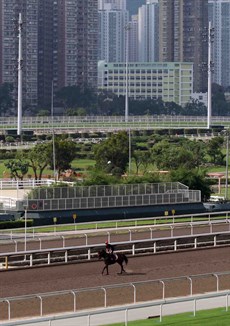 Viddora and Joe Bowditch pictured at Sha Tin on Thursday