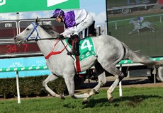 His previous win was over 1800m at The Gold Coast (pictured below) on heavy going just seven days before his huge Premier's Cup effort