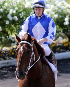 Noble Boy (10) was remarkable winning first up in Queensland when he won a restricted grade race here a fortnight ago. Glen Boss has been booked to ride him this weekend by trainer Todd Blowes. (see race 4)