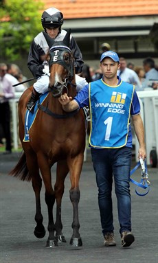 Houtzen is led out onto the Eagle Farm track on March 4, 2017 before winning under 63kg on a soft track where she made it four wins from four starts