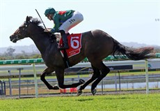 Just flying … Alligator Blood romps in at the Sunshine Coast to secure his fourth straight win