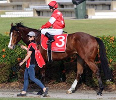 Pinnacle Star ready for action in the pre-race parade at the Sunshine Coast on August 28