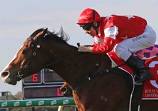 Pinnacle Star winning at the Sunshine Coast on August 28 (above and below)