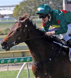 This coming Saturday Alligator Blood will look to conquer new heights when he lines up in the $2 million, Group 1 Caulfield Guineas

Photo: Graham Potter