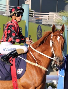 Trainer Tony Cruz holds the key to the race – you can take either of his runners – Exultant (1) or Time Warp (2) (pictured above) to win the race. In fact, it looks like he can train the trifecta with his other runner Furore (3) rounding out my top three selections. (see race 8)