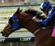 Setting a high bar ... previous winners of the Victory Stakes include Buffering, pictured above and below with his good mate Damian Browne in the saddle 