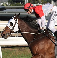Niccanova … he would be a most deserving winner if he can get home in the Ascot Green Eagle Farm Mile (see race 8)