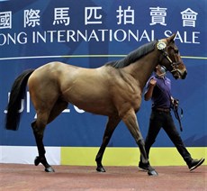 The HKJC held a sale of young horses last week with the turnover better than the club expected, a very healthy HK$74.3m with the top price being paid for a gelded son of I Am Invincible out of Etopia at $HK7.2m. (Pictured above). Second highest price was $HK6.5m for a son of Zoustar (pictured below)