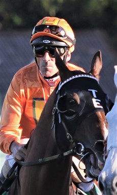  I see Tyzone (above) was third in a Gold Coast trial as trainer Toby Edmonds brings the top galloper up for a trip to Sydney and a crack at the Gr1 Epsom. He will likely resume in the Theo Marks in Sydney. And I note that Edmonds has the Epsom in mind for that cracking good mare Vanna Girl (below), by Husson, who won three decisively over the Brisbane carnival.