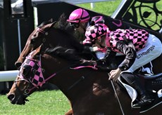 Ben Thompson wins on Fasano at Eagle Farm on Wednesday (pictured above) and he followed up with a win on Romalette at Ipswich on Thursday (below)