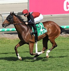 ... and cruises in aboard Olympic Class, one of his three winners at the Gold Coast on Saturday

Photos: Graham Potter