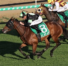 Ocean Treaty will be bidding for four-in-a-row at Doomben. Can she give the new training partnership their first winner?