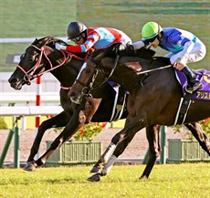 In Japan the odds-on favourite Contrail became the eight three-year-old to complete the Japanese Triple Crown, but only the third to do so undefeated after he took the Kikuka Sho narrowly at Kyoto on the weekend. He went into the event a hot favourite after wins in the Satsuki and the Yokyo Yushun

Photos: Danny O'Brien Racing, Graham Potter, Japan Racing Association