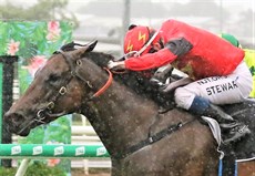 Ronnie Stewart gets Alison of Tuffy home at odds of $100-1 at Doomben on Saturday